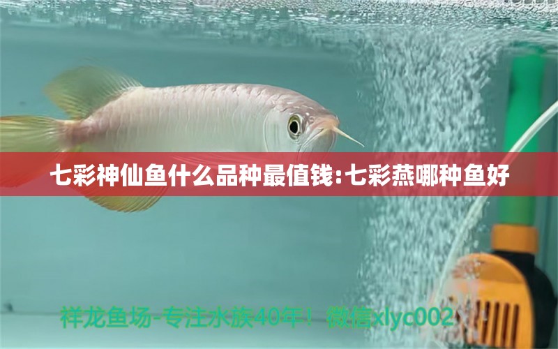 七彩神仙魚什么品種最值錢:七彩燕哪種魚好 七彩神仙魚