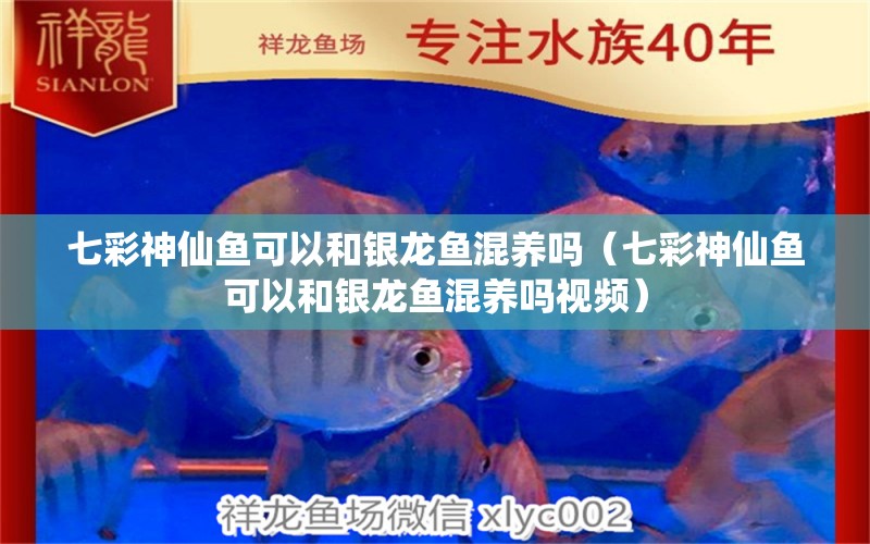 七彩神仙魚(yú)可以和銀龍魚(yú)混養(yǎng)嗎（七彩神仙魚(yú)可以和銀龍魚(yú)混養(yǎng)嗎視頻） 七彩神仙魚(yú)