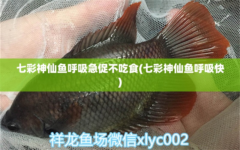 七彩神仙魚呼吸急促不吃食(七彩神仙魚呼吸快) 七彩神仙魚