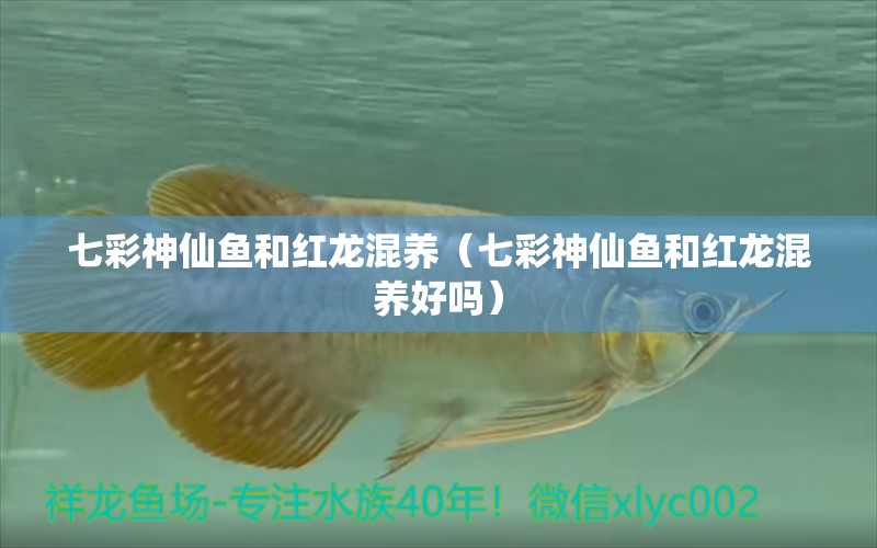 七彩神仙魚(yú)和紅龍混養(yǎng)（七彩神仙魚(yú)和紅龍混養(yǎng)好嗎）