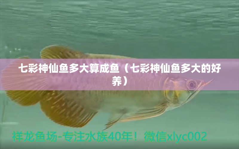 七彩神仙魚(yú)多大算成魚(yú)（七彩神仙魚(yú)多大的好養(yǎng)） 七彩神仙魚(yú)