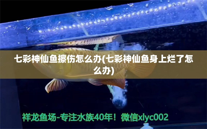 七彩神仙魚擦傷怎么辦(七彩神仙魚身上爛了怎么辦) 七彩神仙魚