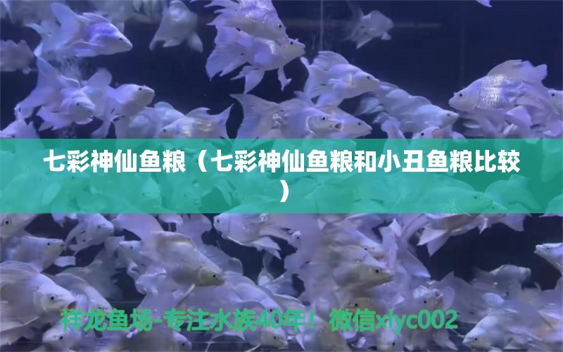 七彩神仙魚(yú)糧（七彩神仙魚(yú)糧和小丑魚(yú)糧比較） 海水魚(yú)