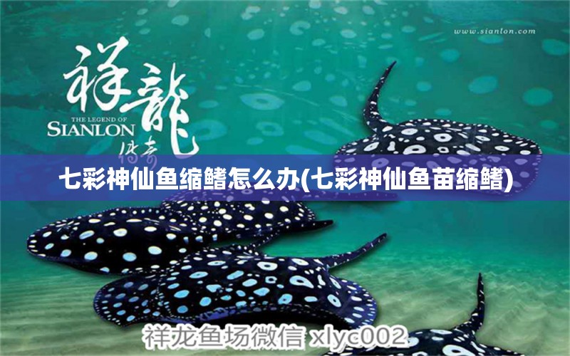 七彩神仙魚縮鰭怎么辦(七彩神仙魚苗縮鰭)