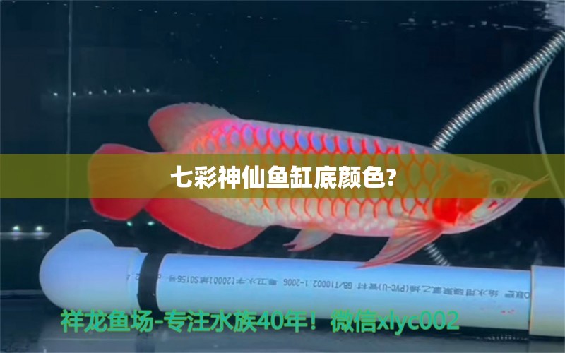 七彩神仙魚缸底顏色? 七彩神仙魚