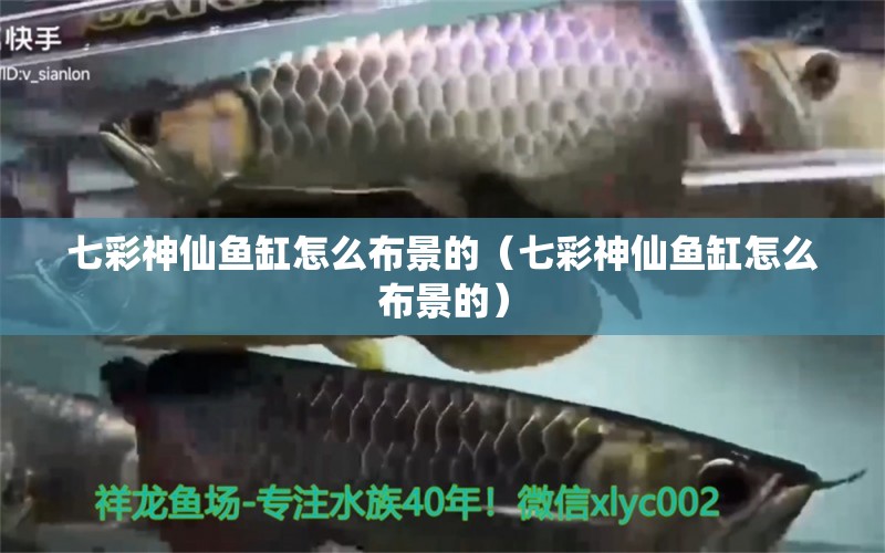 七彩神仙魚缸怎么布景的（七彩神仙魚缸怎么布景的）