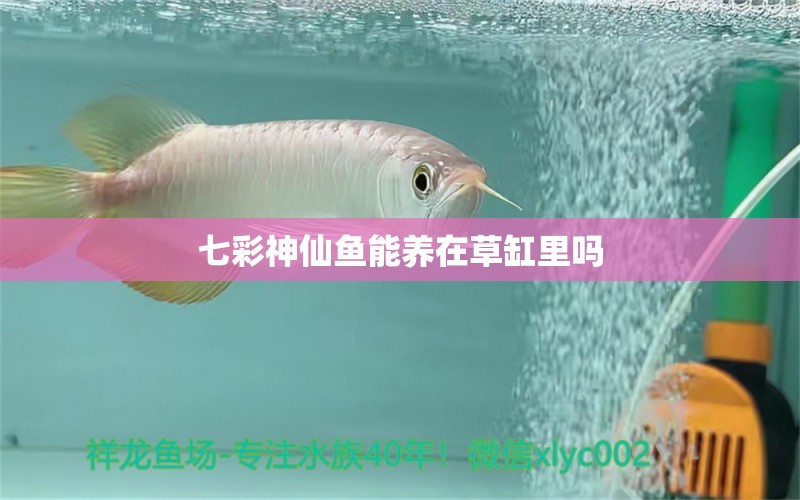 七彩神仙魚能養(yǎng)在草缸里嗎 定時器/自控系統(tǒng) 第2張