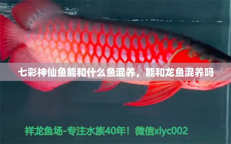 七彩神仙魚能和什么魚混養(yǎng)，能和龍魚混養(yǎng)嗎 七彩神仙魚