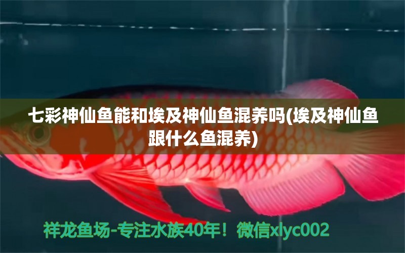 七彩神仙魚能和埃及神仙魚混養(yǎng)嗎(埃及神仙魚跟什么魚混養(yǎng)) 埃及神仙魚