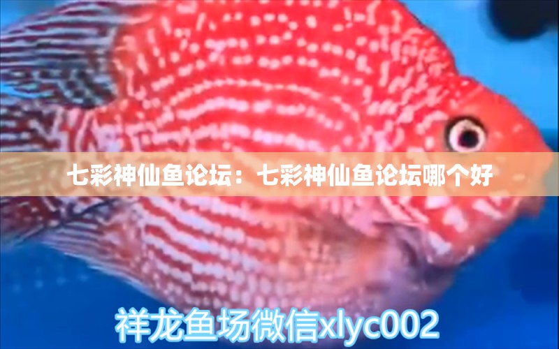 七彩神仙魚論壇：七彩神仙魚論壇哪個好