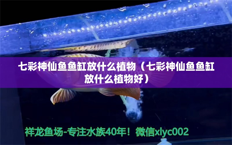 七彩神仙魚魚缸放什么植物（七彩神仙魚魚缸放什么植物好） 七彩神仙魚