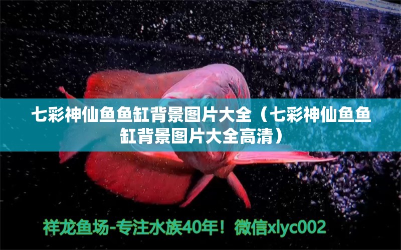 七彩神仙魚魚缸背景圖片大全（七彩神仙魚魚缸背景圖片大全高清）