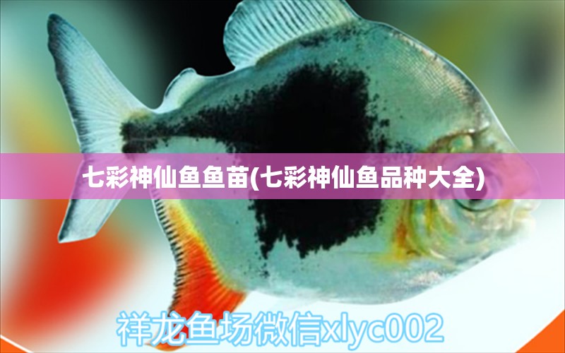 七彩神仙魚魚苗(七彩神仙魚品種大全) 七彩神仙魚 第1張