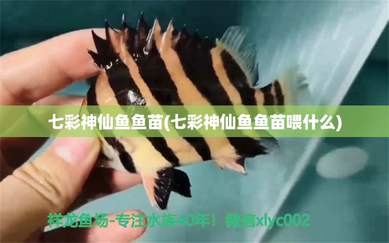 七彩神仙魚魚苗(七彩神仙魚魚苗喂什么) 七彩神仙魚 第1張