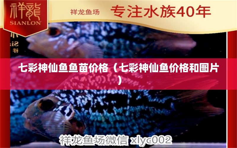 七彩神仙魚魚苗價格（七彩神仙魚價格和圖片） 七彩神仙魚 第1張