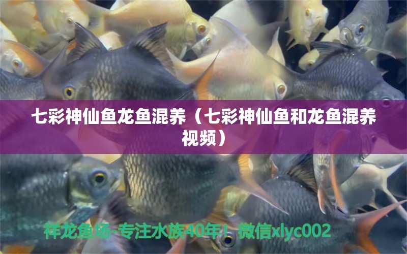 七彩神仙魚(yú)龍魚(yú)混養(yǎng)（七彩神仙魚(yú)和龍魚(yú)混養(yǎng)視頻） 七彩神仙魚(yú)