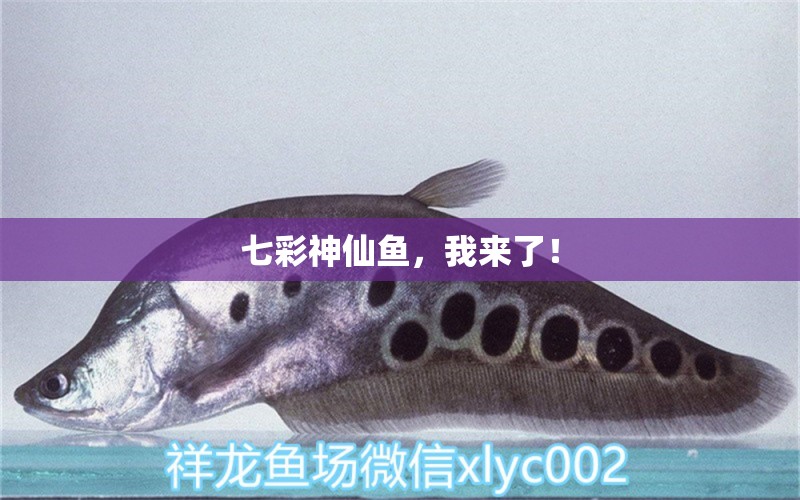 七彩神仙魚，我來了！ 觀賞魚論壇 第3張