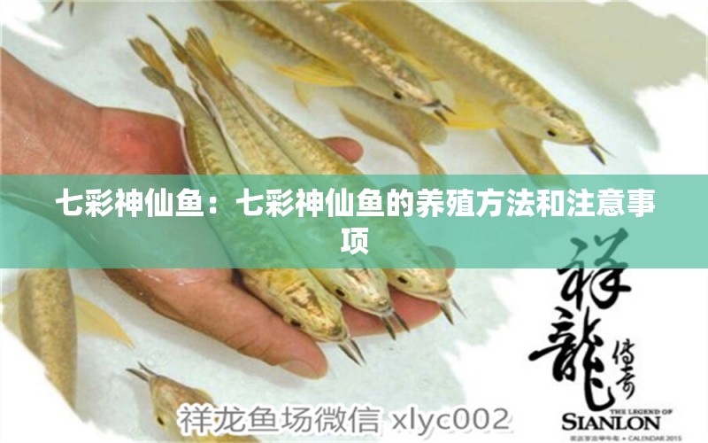 七彩神仙魚：七彩神仙魚的養(yǎng)殖方法和注意事項