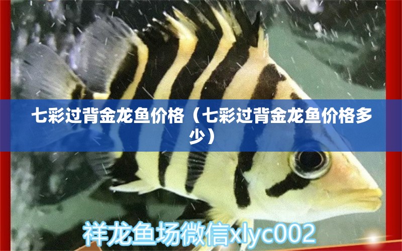 七彩過背金龍魚價格（七彩過背金龍魚價格多少） 過背金龍魚