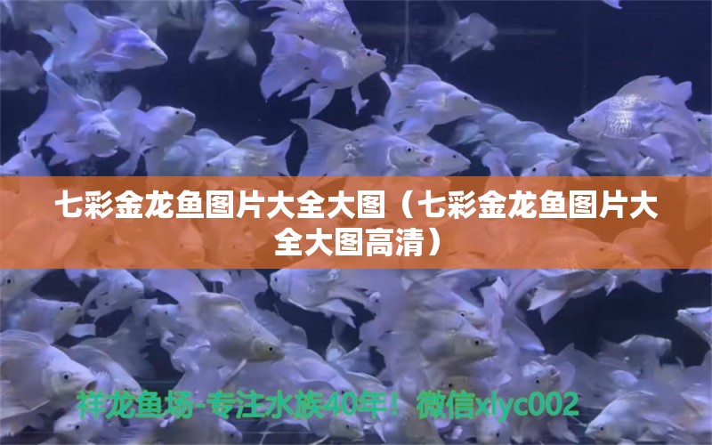 七彩金龍魚圖片大全大圖（七彩金龍魚圖片大全大圖高清）