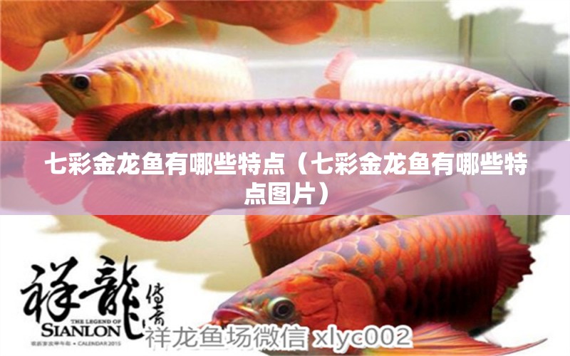 七彩金龍魚有哪些特點(diǎn)（七彩金龍魚有哪些特點(diǎn)圖片）