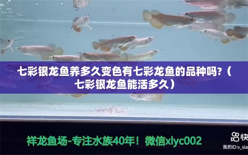 七彩銀龍魚養(yǎng)多久變色有七彩龍魚的品種嗎?（七彩銀龍魚能活多久） 銀龍魚