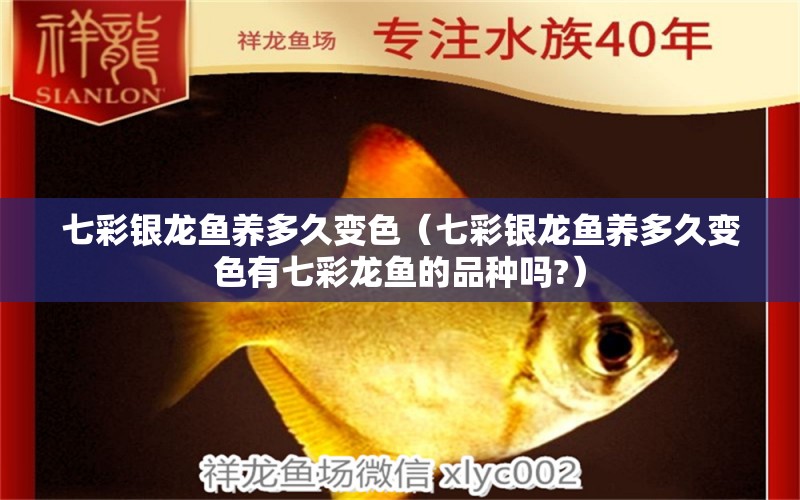 七彩銀龍魚養(yǎng)多久變色（七彩銀龍魚養(yǎng)多久變色有七彩龍魚的品種嗎?） 銀龍魚