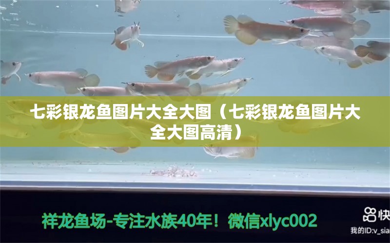 七彩銀龍魚圖片大全大圖（七彩銀龍魚圖片大全大圖高清）