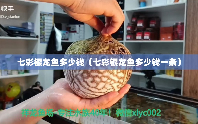 七彩銀龍魚多少錢（七彩銀龍魚多少錢一條）