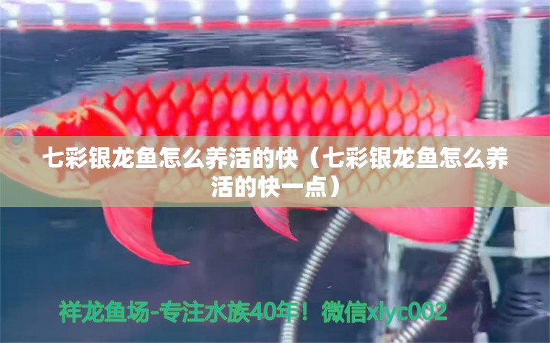 七彩銀龍魚(yú)怎么養(yǎng)活的快（七彩銀龍魚(yú)怎么養(yǎng)活的快一點(diǎn)） 銀龍魚(yú)