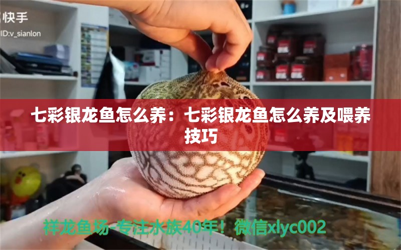 七彩銀龍魚怎么養(yǎng)：七彩銀龍魚怎么養(yǎng)及喂養(yǎng)技巧