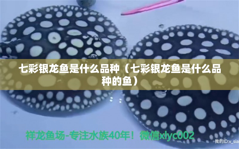 七彩銀龍魚是什么品種（七彩銀龍魚是什么品種的魚）