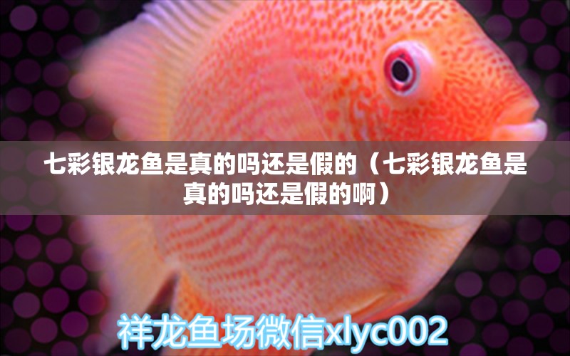 七彩銀龍魚是真的嗎還是假的（七彩銀龍魚是真的嗎還是假的?。?銀龍魚