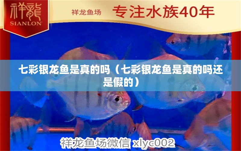 七彩銀龍魚是真的嗎（七彩銀龍魚是真的嗎還是假的） 銀龍魚