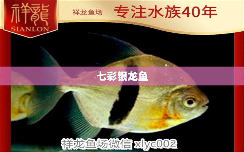 七彩銀龍魚