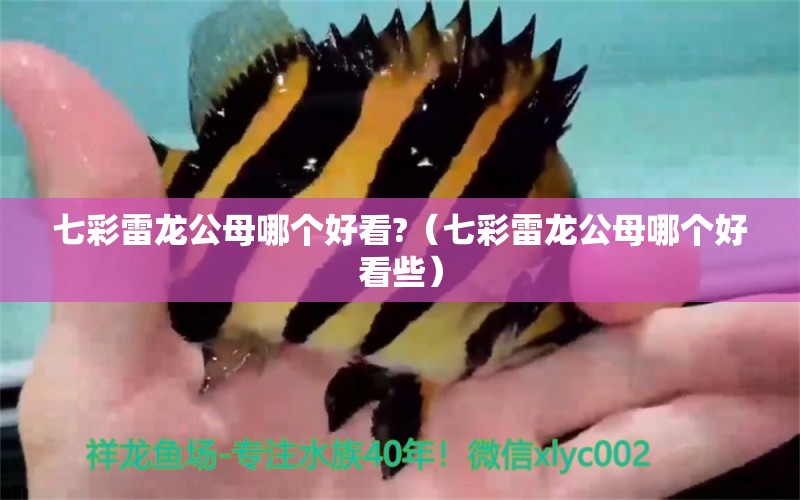 七彩雷龍公母哪個好看?（七彩雷龍公母哪個好看些） 廣州龍魚批發(fā)市場