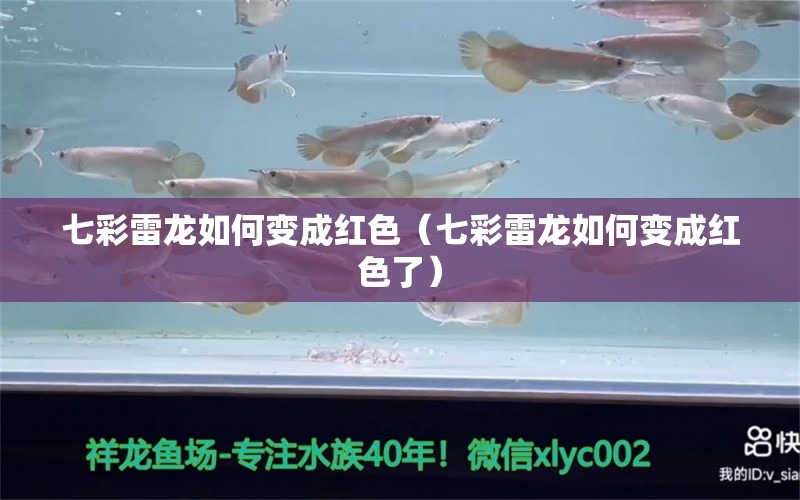 七彩雷龍如何變成紅色（七彩雷龍如何變成紅色了） 廣州龍魚批發(fā)市場