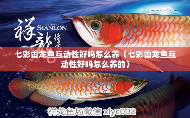 七彩雷龍魚互動性好嗎怎么養(yǎng)（七彩雷龍魚互動性好嗎怎么養(yǎng)的）