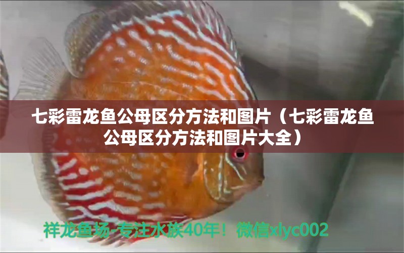 七彩雷龍魚公母區(qū)分方法和圖片（七彩雷龍魚公母區(qū)分方法和圖片大全） 廣州龍魚批發(fā)市場