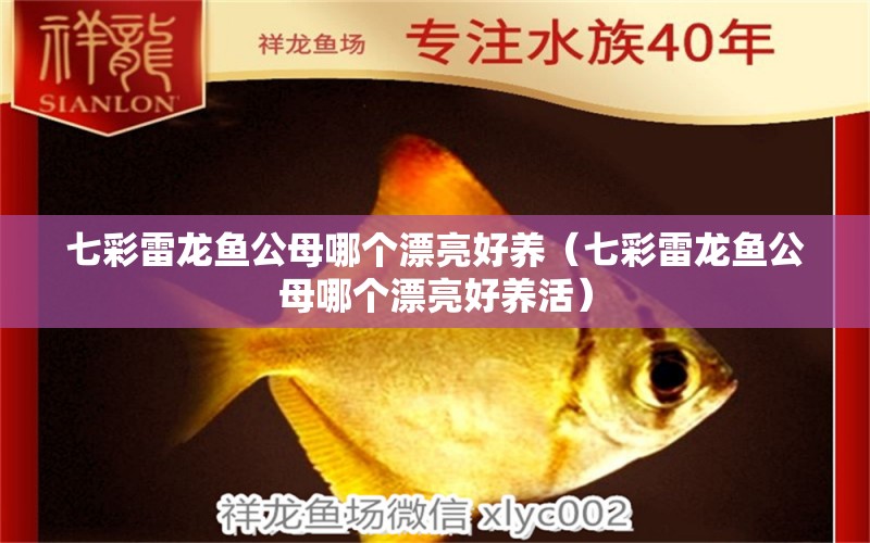 七彩雷龍魚公母哪個漂亮好養(yǎng)（七彩雷龍魚公母哪個漂亮好養(yǎng)活）