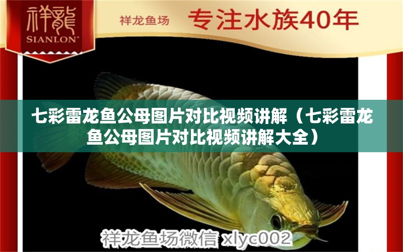 七彩雷龍魚公母圖片對比視頻講解（七彩雷龍魚公母圖片對比視頻講解大全）