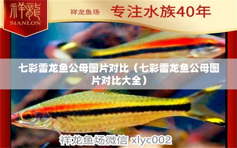 七彩雷龍魚公母圖片對比（七彩雷龍魚公母圖片對比大全）