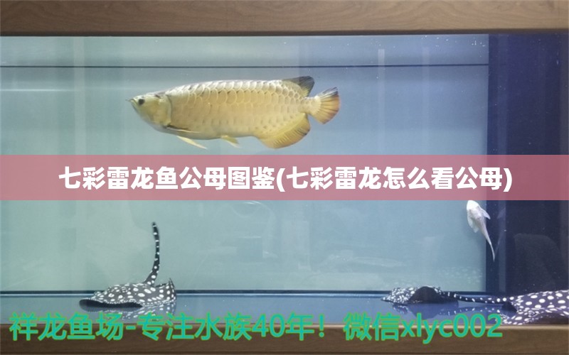 七彩雷龍魚公母圖鑒(七彩雷龍怎么看公母) 賽級紅龍魚