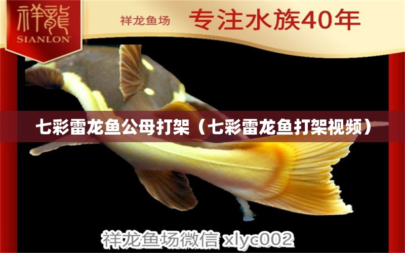 七彩雷龍魚公母打架（七彩雷龍魚打架視頻） 廣州龍魚批發(fā)市場