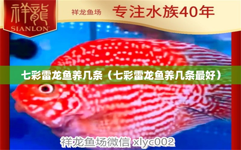 七彩雷龍魚(yú)養(yǎng)幾條（七彩雷龍魚(yú)養(yǎng)幾條最好） 量子養(yǎng)魚(yú)技術(shù)