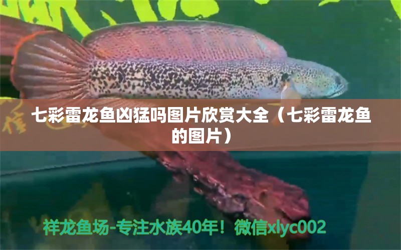 七彩雷龍魚兇猛嗎圖片欣賞大全（七彩雷龍魚的圖片） 廣州龍魚批發(fā)市場