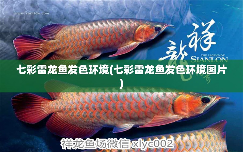 七彩雷龍魚發(fā)色環(huán)境(七彩雷龍魚發(fā)色環(huán)境圖片) 魚缸定做