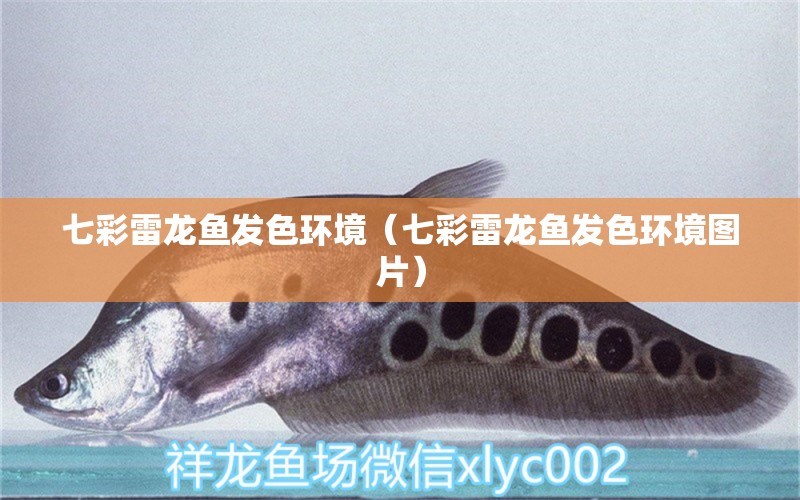 七彩雷龍魚發(fā)色環(huán)境（七彩雷龍魚發(fā)色環(huán)境圖片）