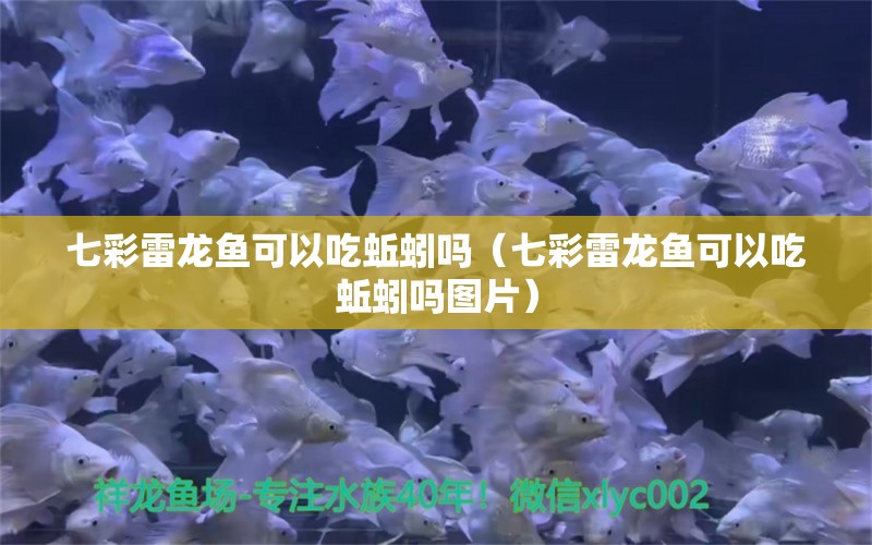 七彩雷龍魚可以吃蚯蚓嗎（七彩雷龍魚可以吃蚯蚓嗎圖片） 廣州龍魚批發(fā)市場