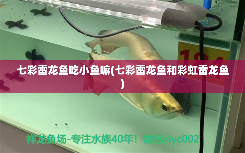 七彩雷龍魚(yú)吃小魚(yú)嘛(七彩雷龍魚(yú)和彩虹雷龍魚(yú)) 祥龍水族濾材/器材